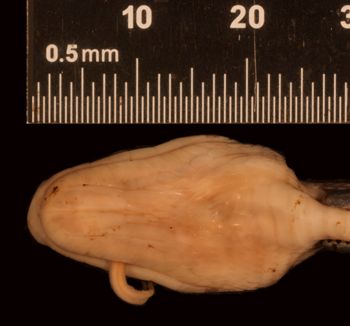 Media type: image;   Herpetology R-29241